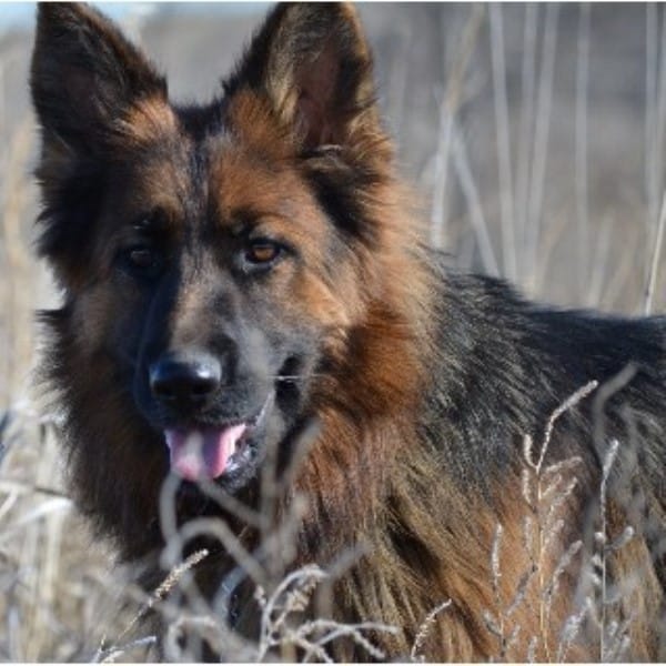 Royal K9 Kennel, LLC, German Shepherd Dog Breeder in Fort Pierre, South ...