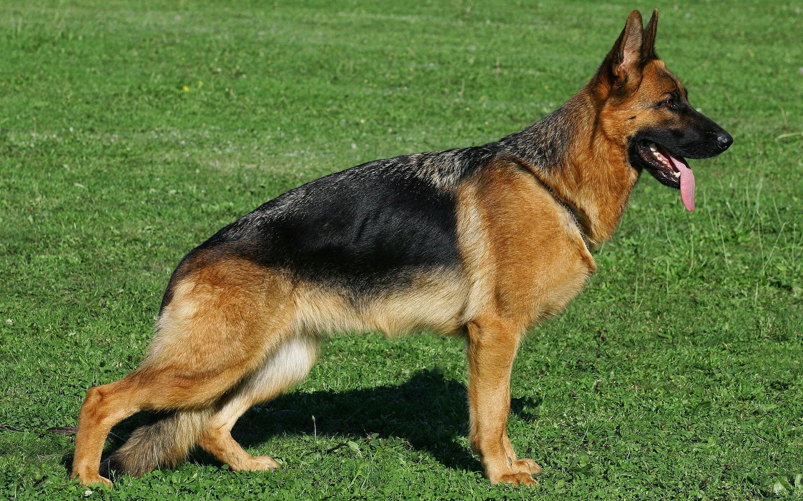 Rules of the Jungle: German shepherd dogs