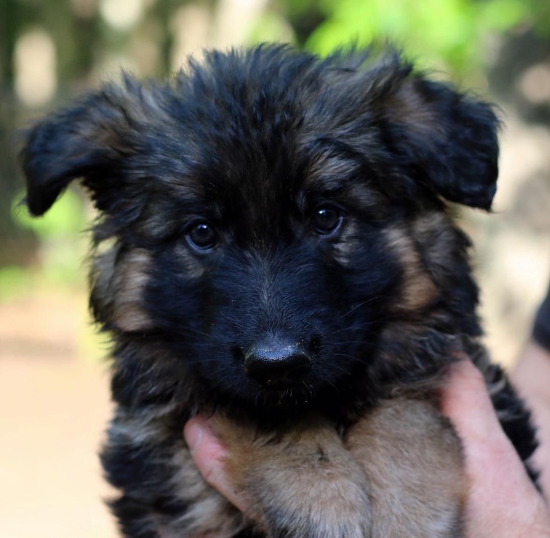 Sable German Shepherd Puppies For Sale In Texas