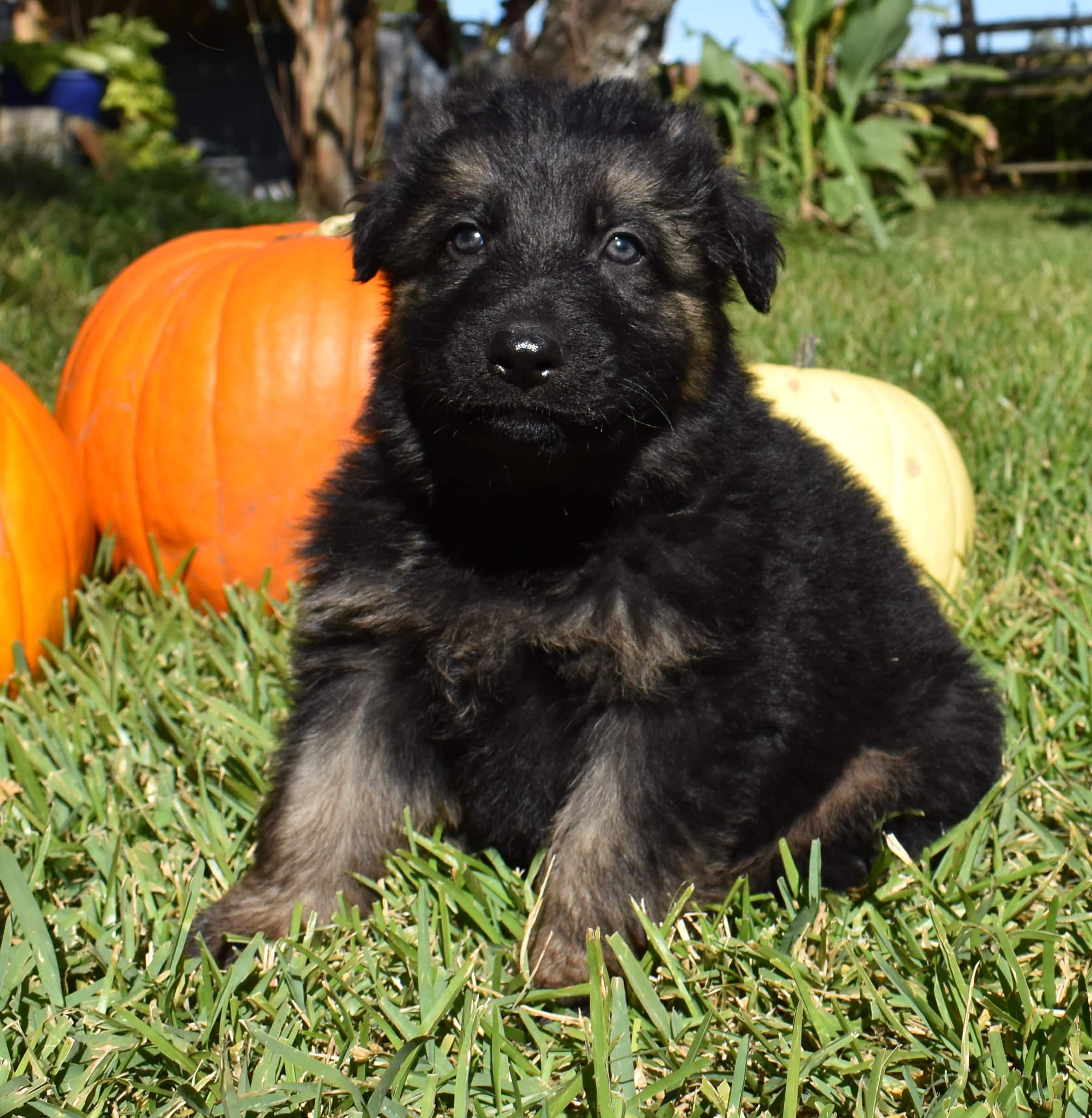 Short Haired German Shepherd Puppies For Sale