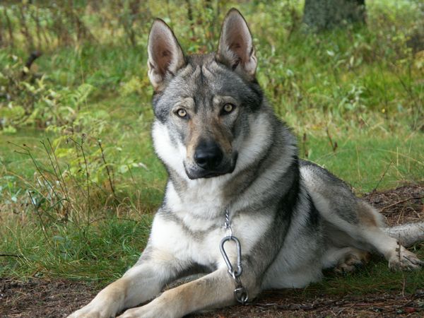 Should You Adopt a German Shepherd Wolf Mix? Read Before ...