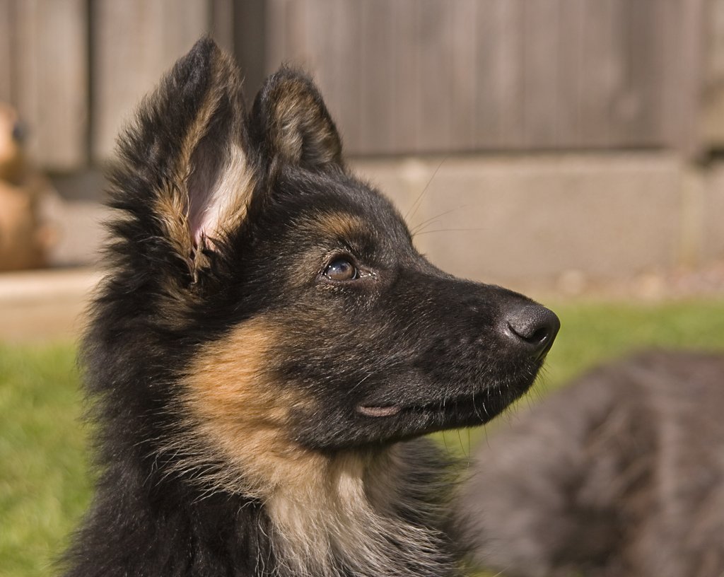 Should you get a German shepherd puppy? 11 things to know ...