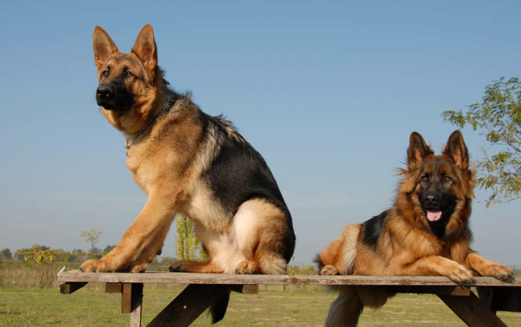 Should You Get a Male or Female German Shepherd?  The ...