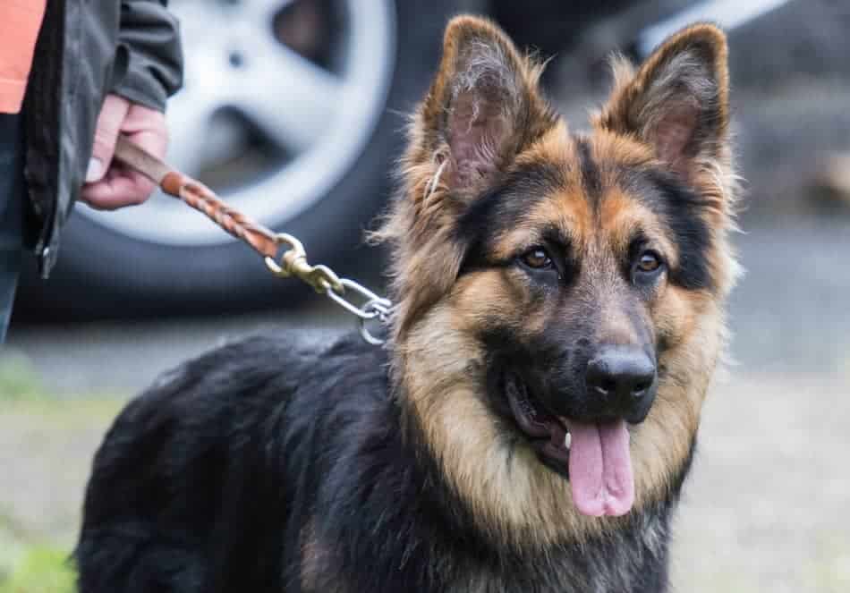 Should You Spay or Neuter a German Shepherd? Pros and Cons ...