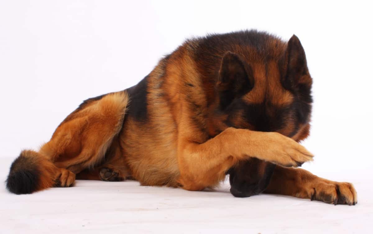 Signs and Symptoms of Indigestion in Dogs and how to treat ...