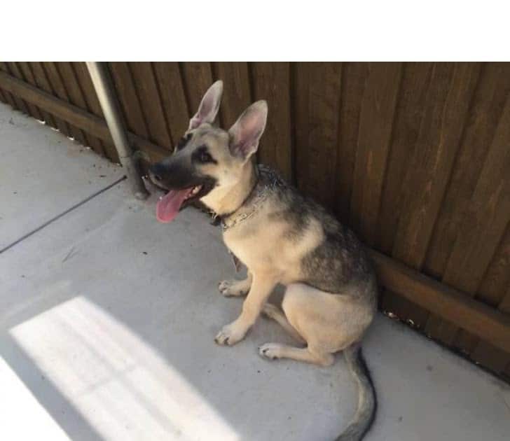 Silver Sable German Shepherd Puppies For Sale In California