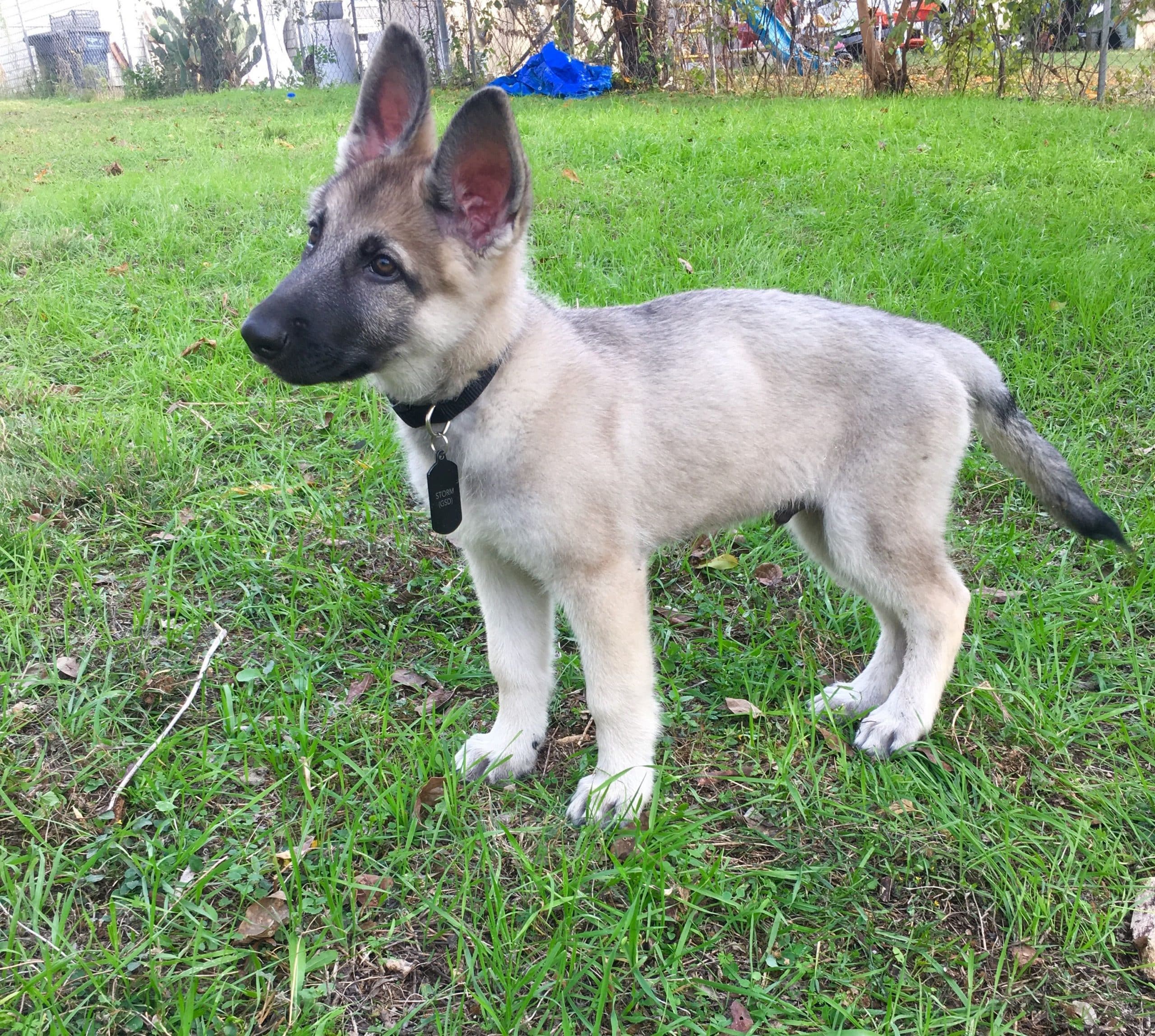 Silver Sable Long Haired German Shepherd Puppies