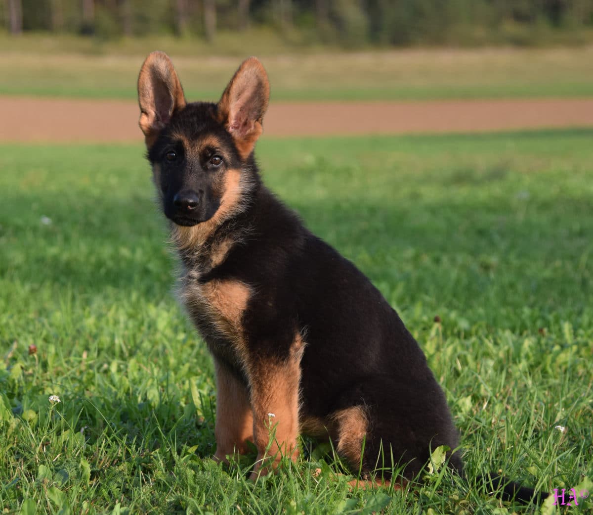 SOLD: Male Stockcoat Puppy (Located in Germany)  German Shepherd ...
