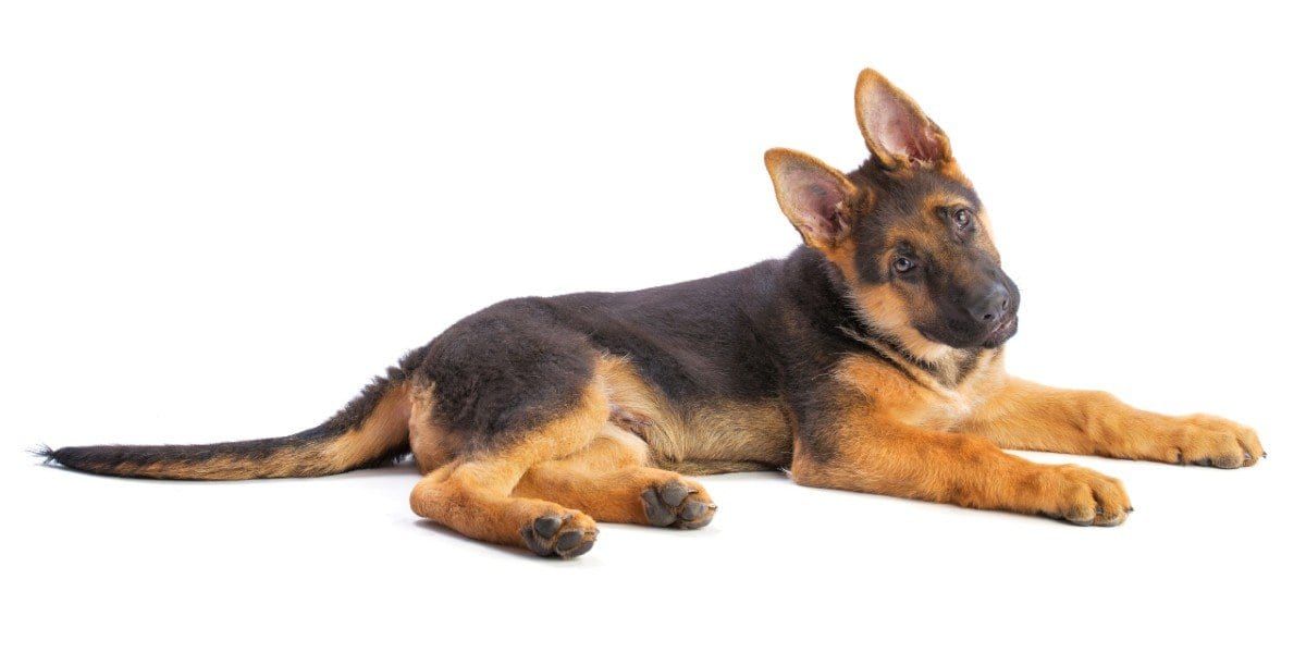 Spay and Neutering Early Increases Joint Disorders in ...