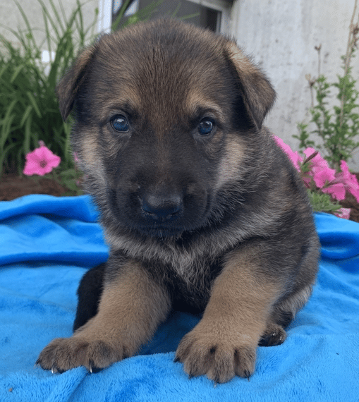 Spencer German Shepherd Dog Puppy 604077