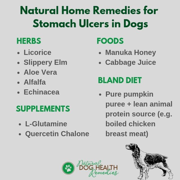 Stomach Ulcers in Dogs