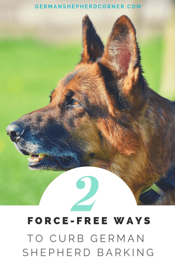 Stop German Shepherd Barking Problems Once and for All ...
