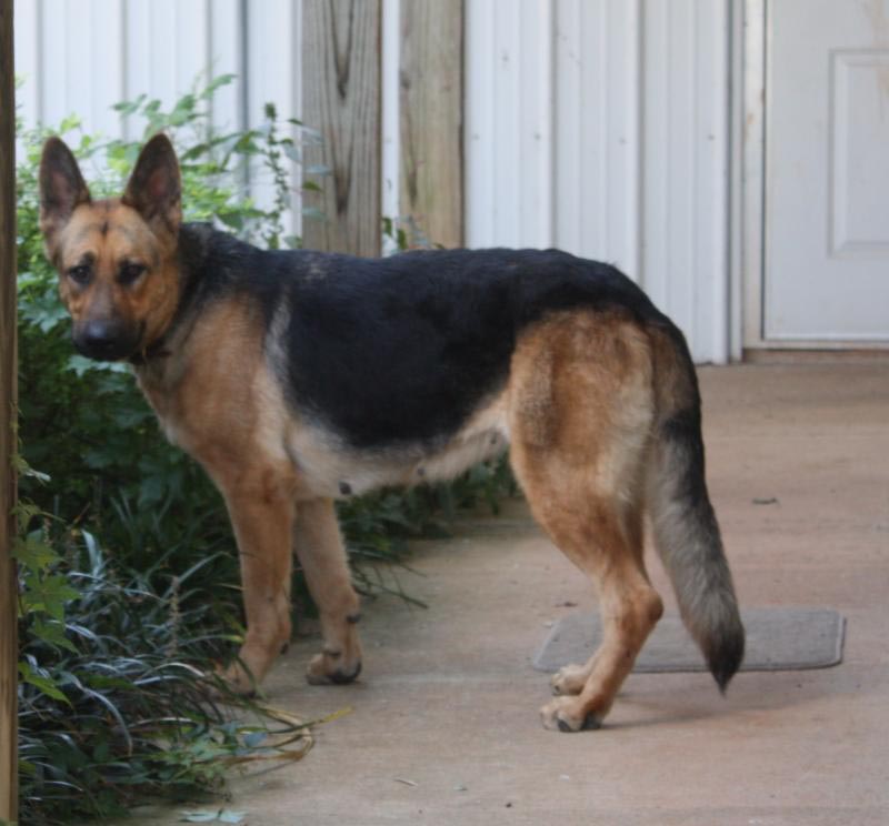 Strong and Confident 1 Year Old German Shepherd