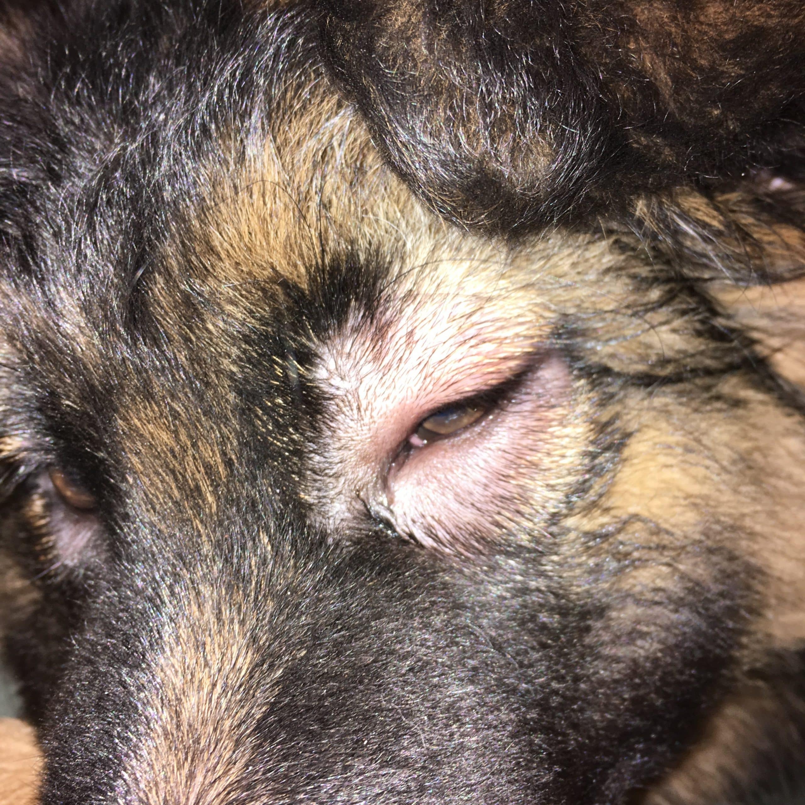 Sudden swollen eye in my 11 week old puppy (German shepherd). Then an ...