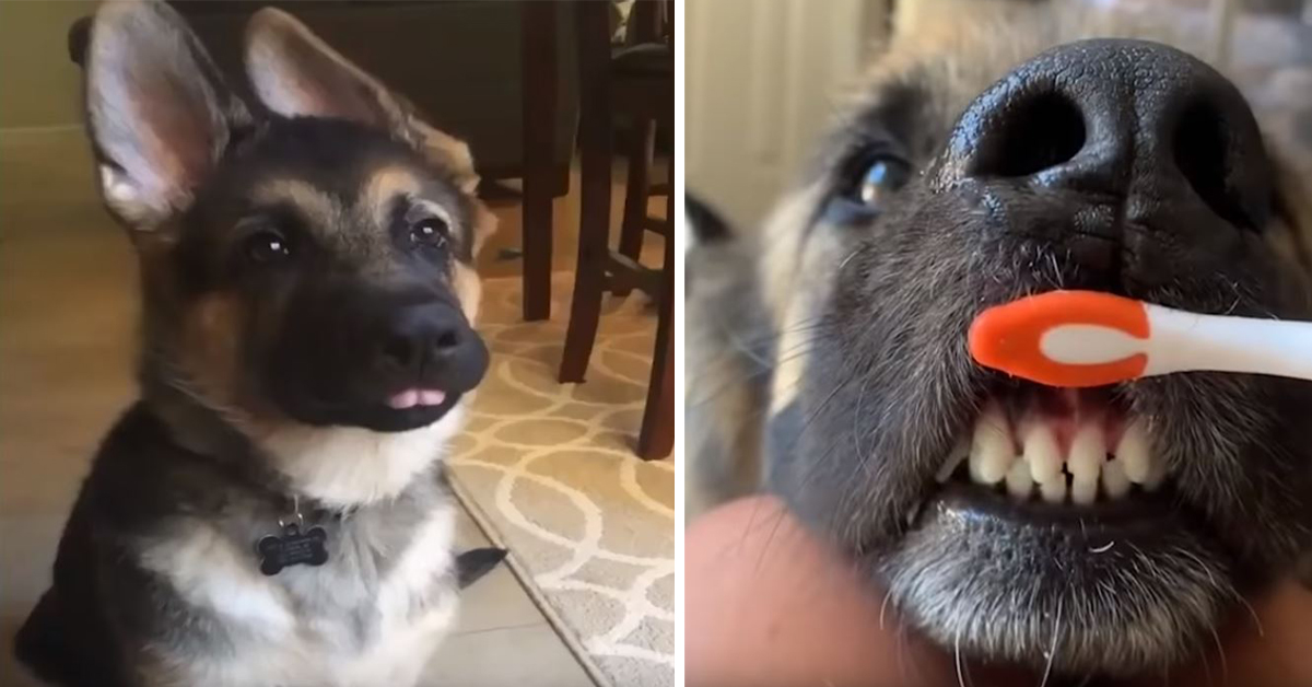 Super Adorable German Shepherd Compilation  This Is One ...