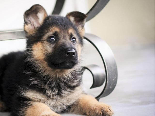 Take Care of Newborn German Shepherd Puppies