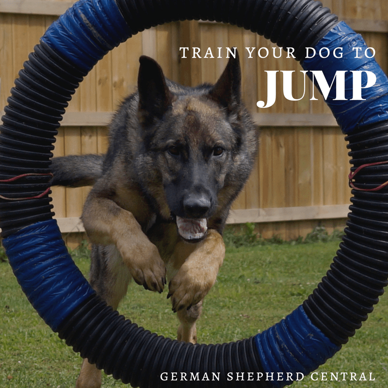 Teach your German Shepherd how to jump