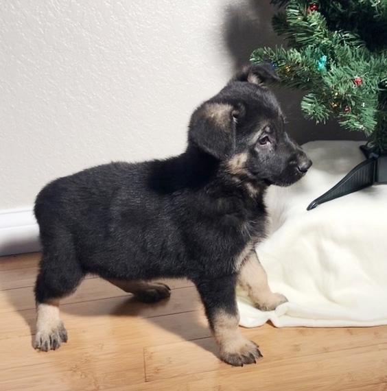 Teddy, a Black &  Silver Male German Shepherd Dog Puppy 622955