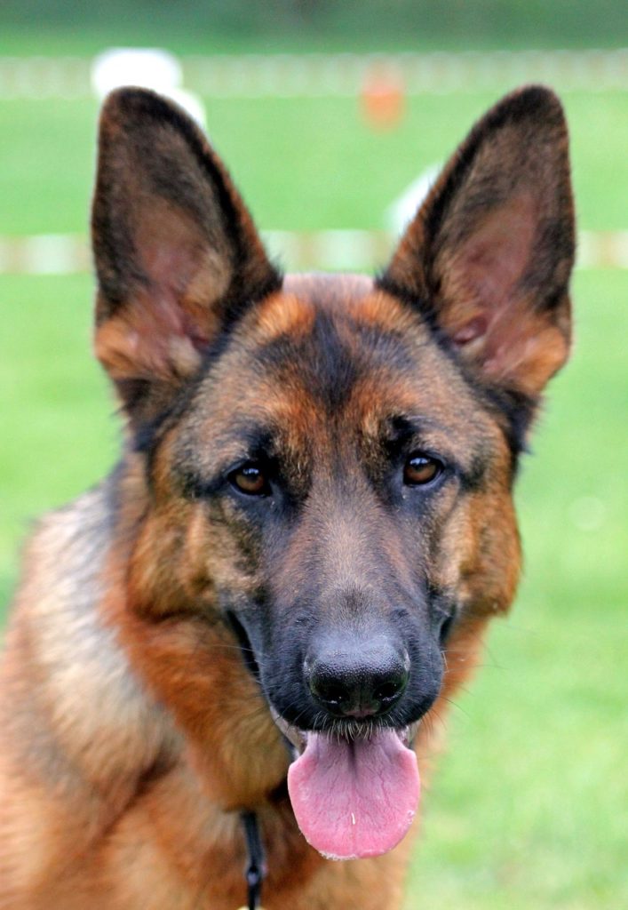 What Are The Different Types Of German Shepherd Dogs