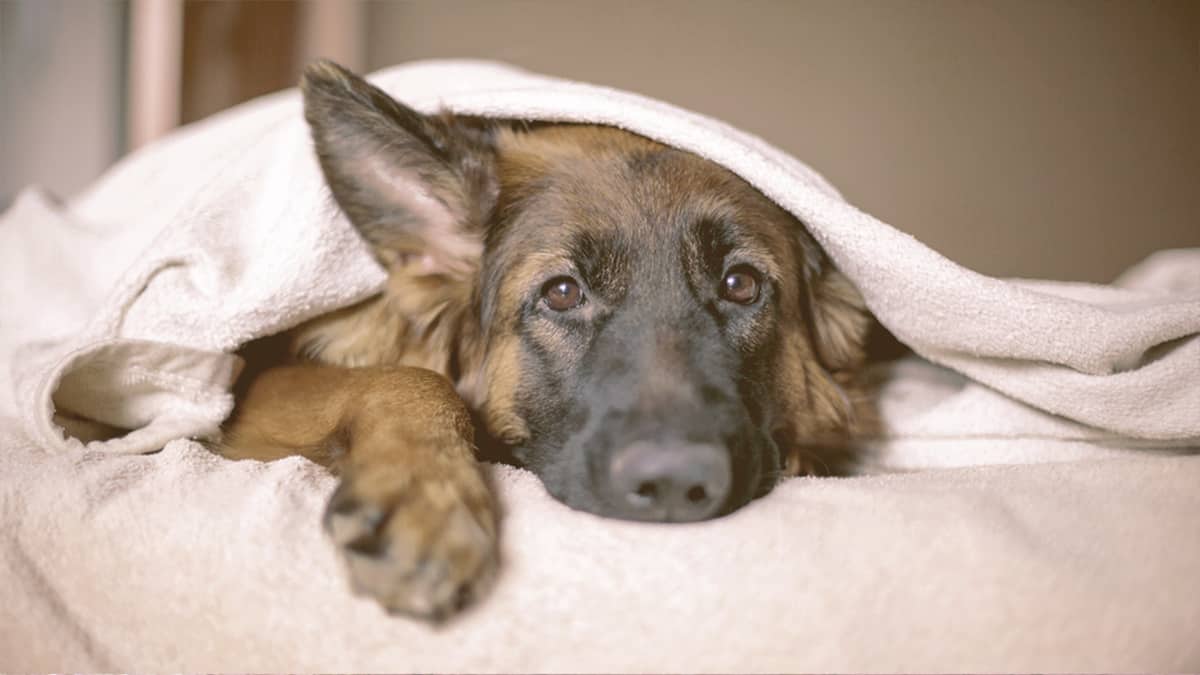 The 6 Best Dog Beds For German Shepherds (2021 Edition)