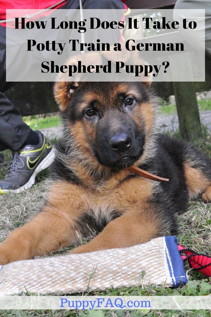 The average time it takes to train a German Shepherd puppy ...