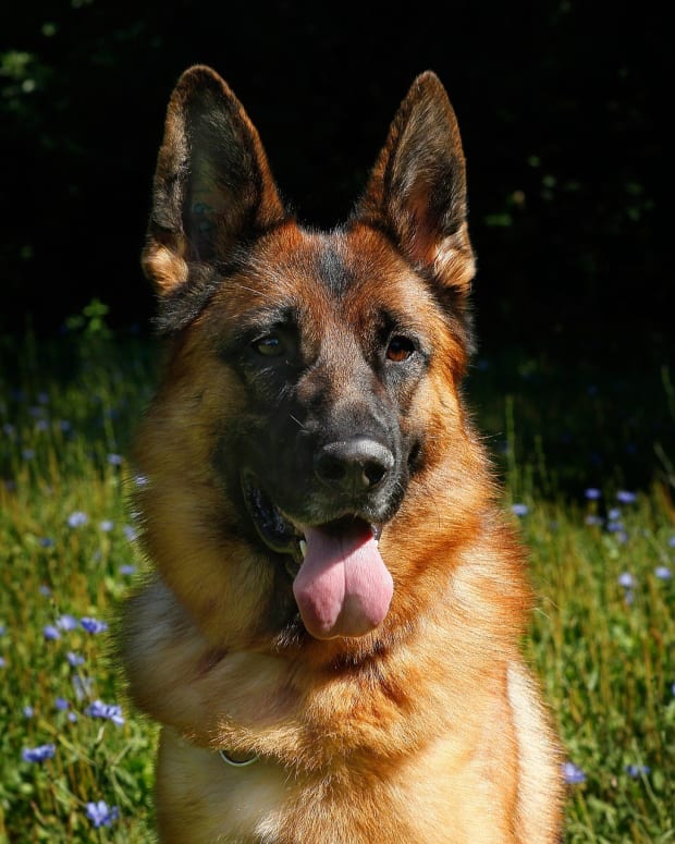 The Best Dog Food for German Shepherds