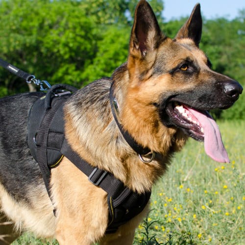 The Best Dog Harness for German Shepherd Puppy and Big Dog