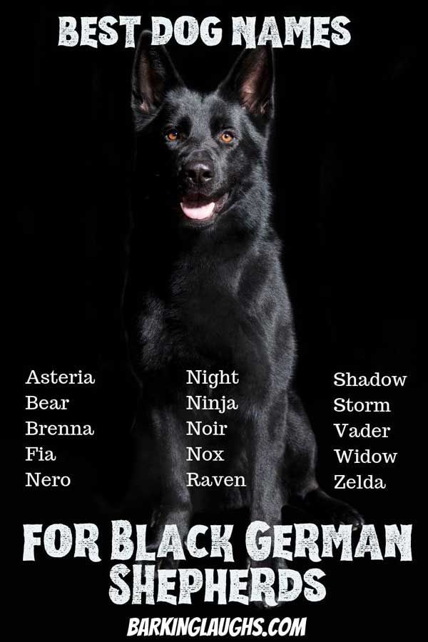 The Best Dog Names for German Shepherds