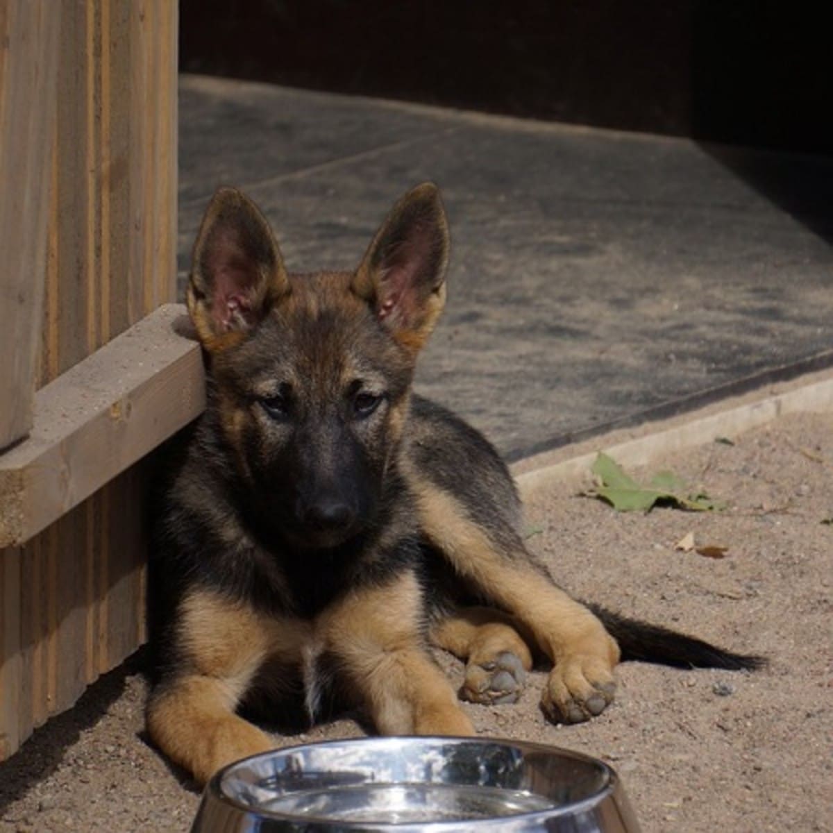 The Best Food for a German Shepherd Puppy to Gain Weight?
