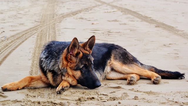The Best Pet Insurance for German Shepherd Dogs [2021]