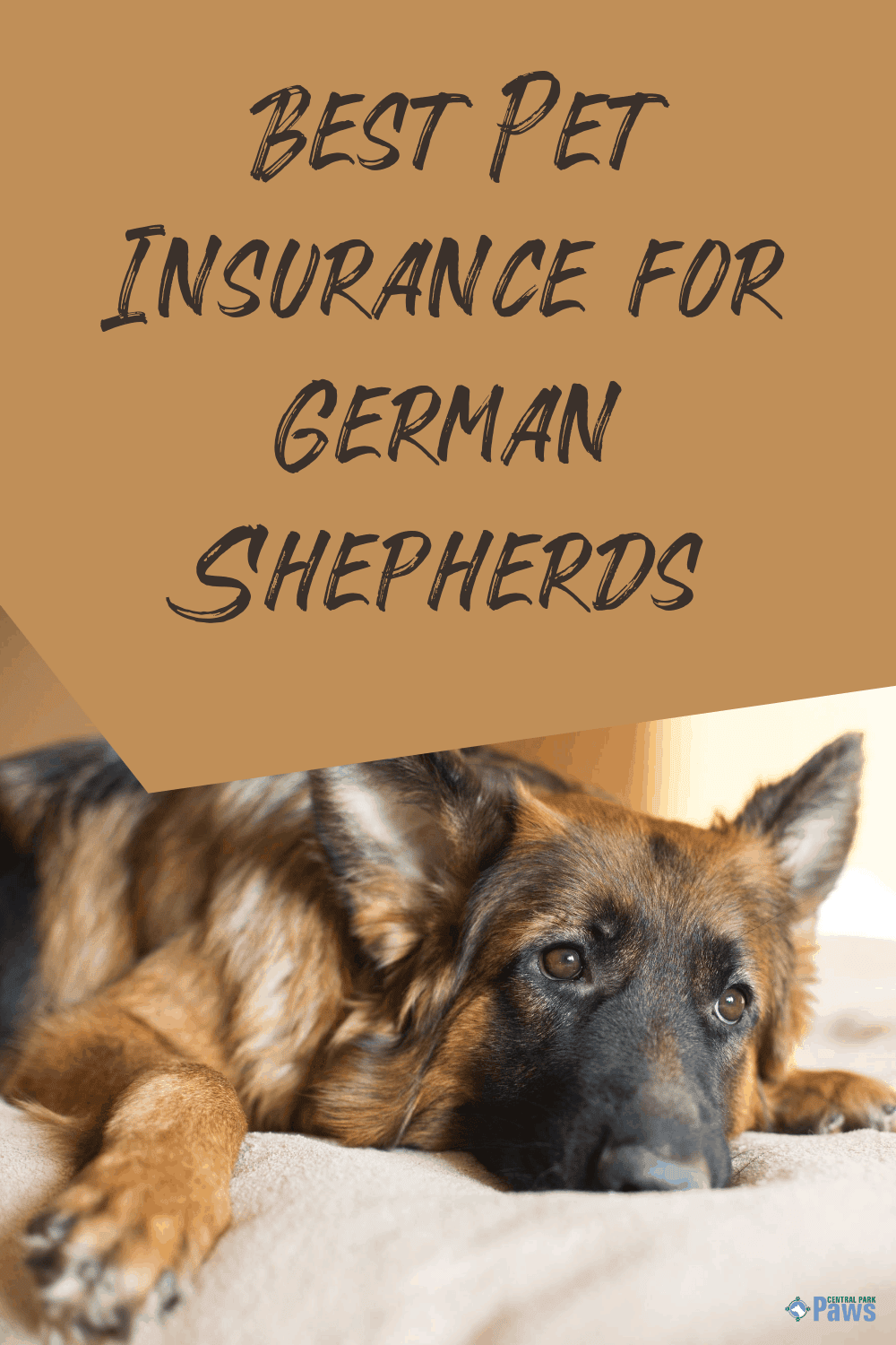 The Best Pet Insurance for German Shepherd Dogs [2021]