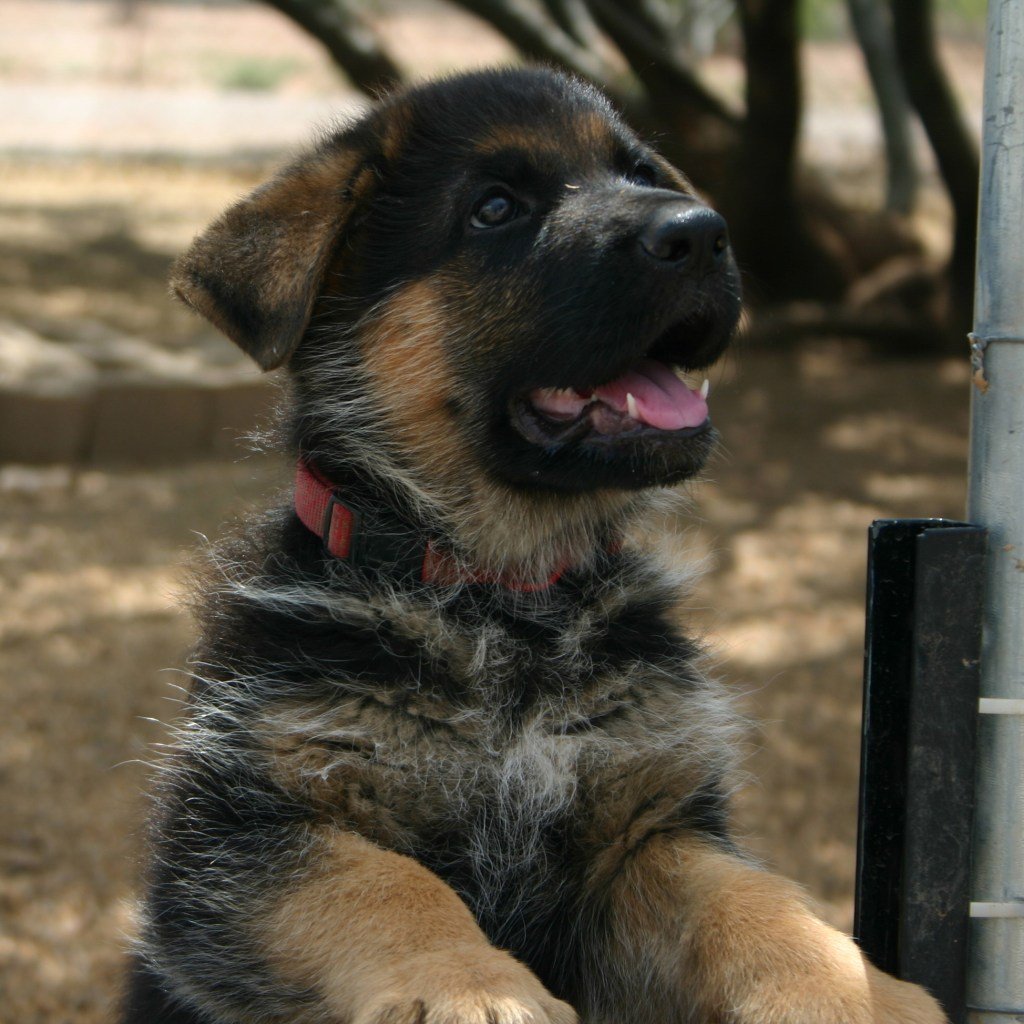 The Best Puppy Food for German Shepherds