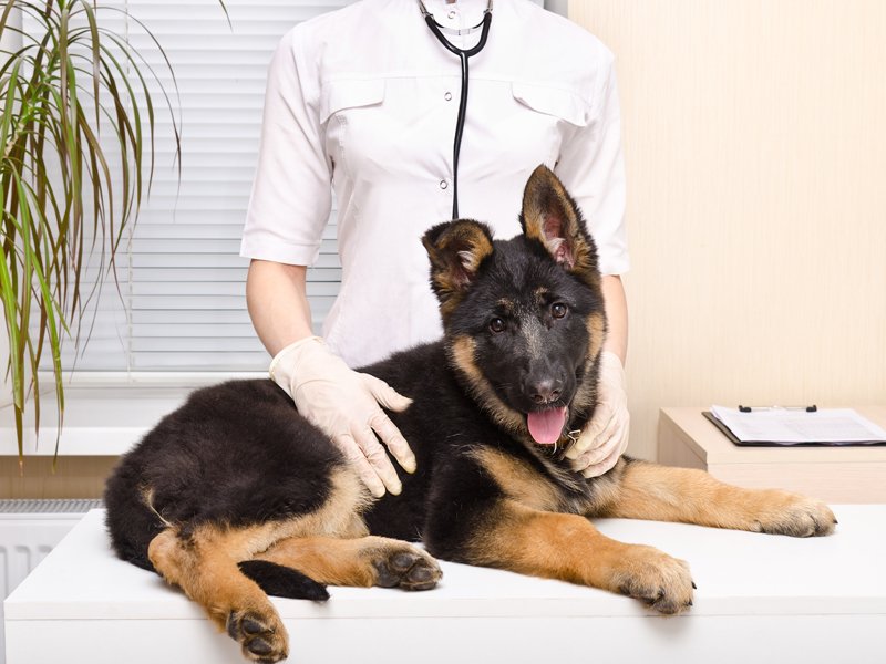 The Best Tips to Take Care of Your German Shepherd