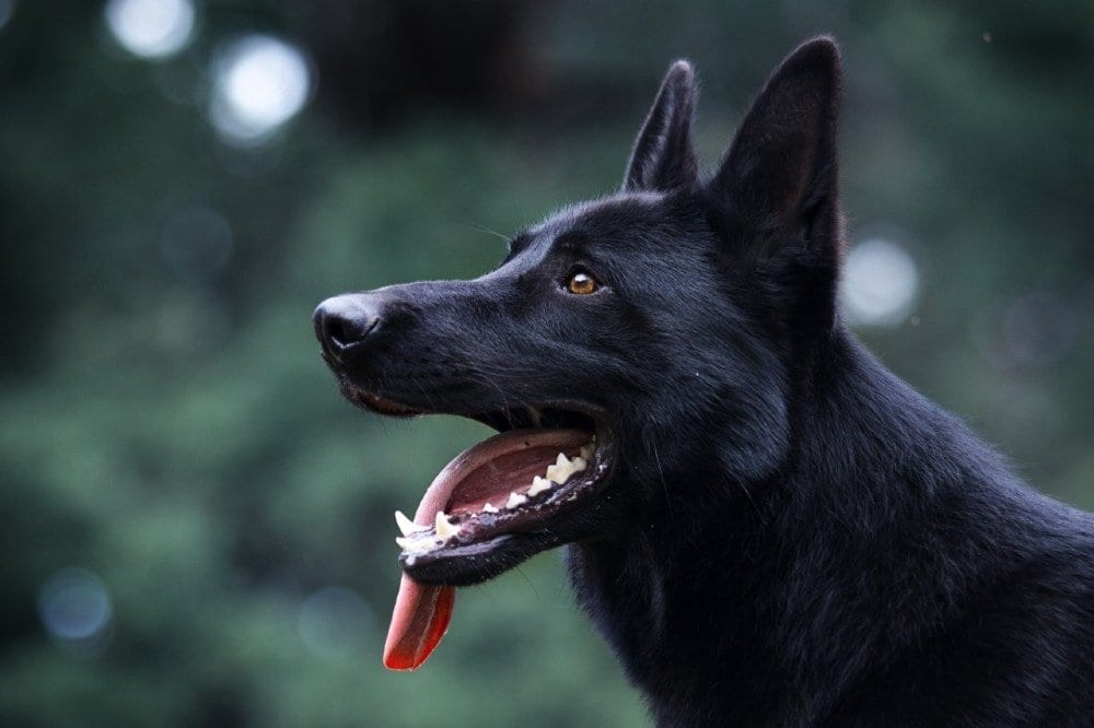 The Black German Shepherd Dog