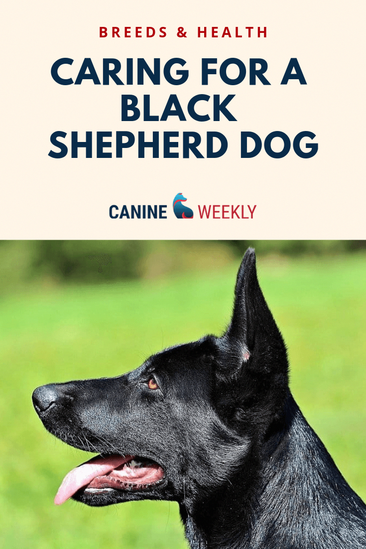 The Black German Shepherds are active, high