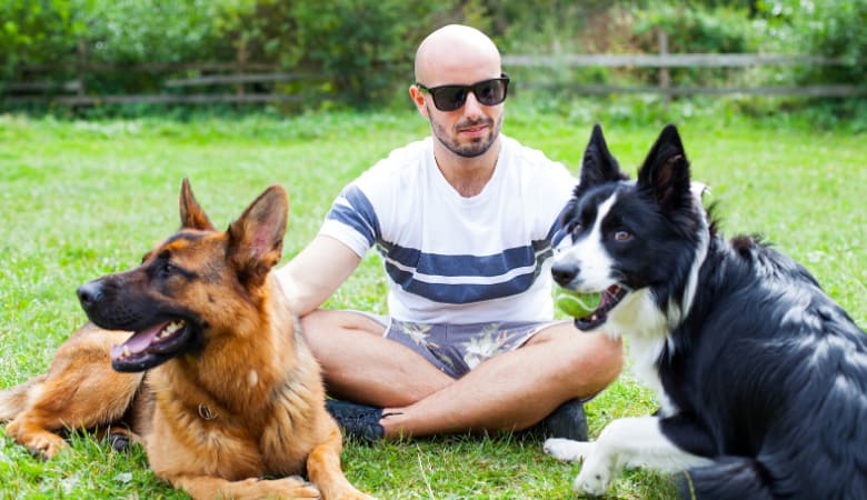 The Complete Breed Compatibility Guide For German ...