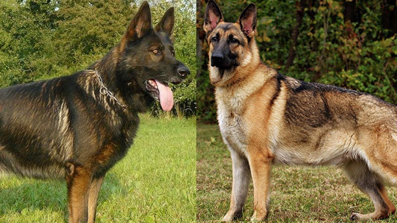 The Different Types of German Shepherds Which One Should ...