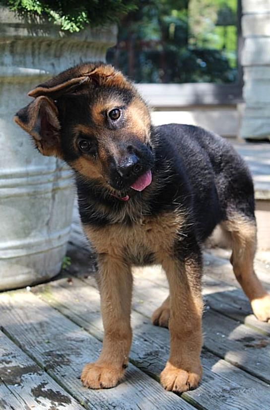 The German Shepherd Dog is the second most popular breed ...
