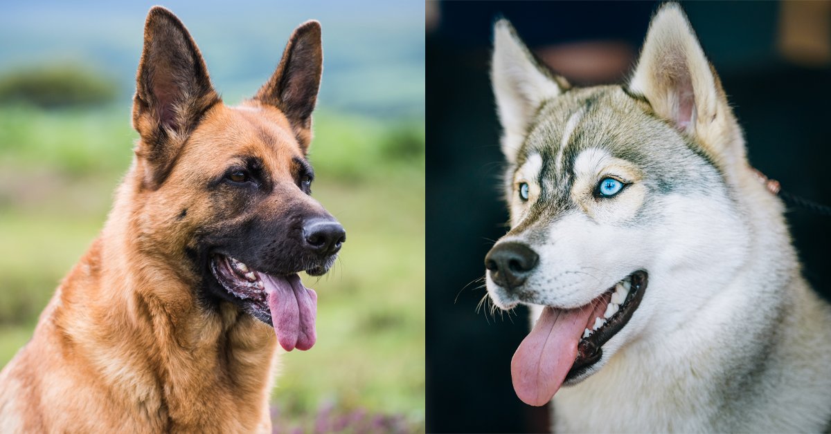 The German Shepherd Dog VS The Siberian Husky  Dog Dispatch