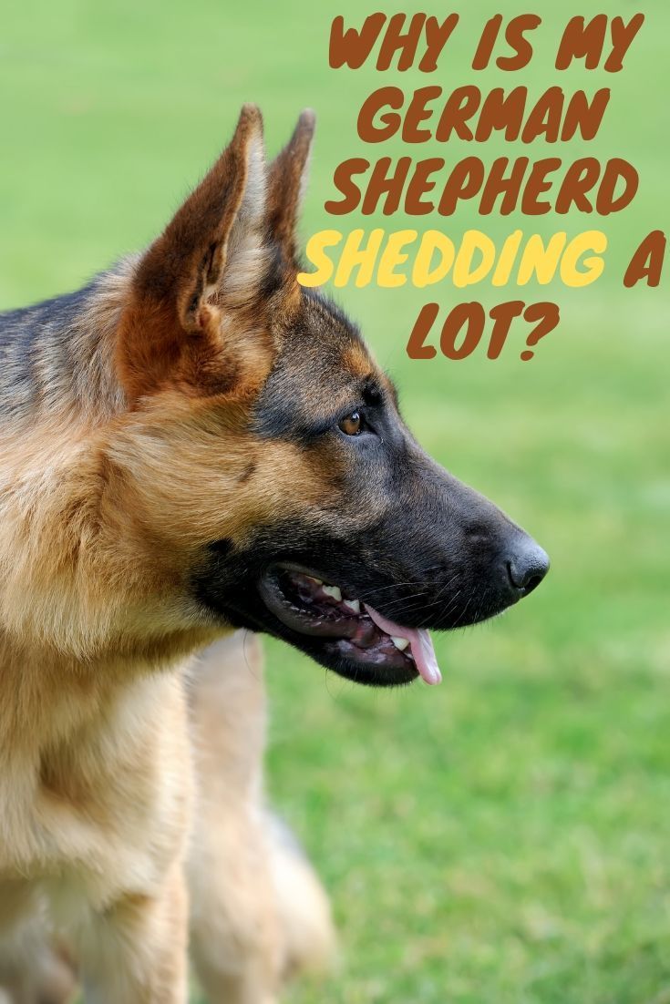 There are a number of reasons that your German Shepherd ...