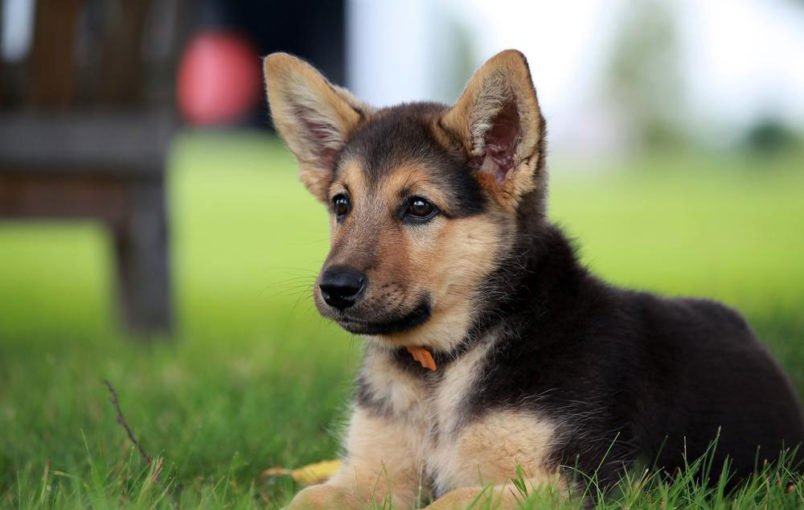 Things you need to know about a German shepherd puppy ...