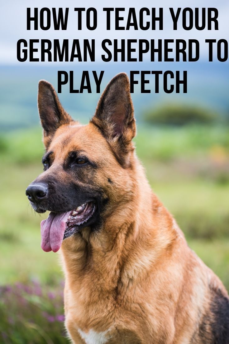 This post will show you how to get your German Shepherd to ...