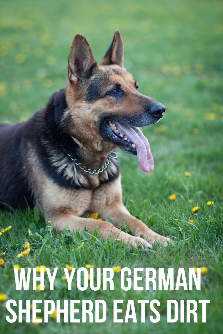 This post will show you how to stop your German Shepherd ...
