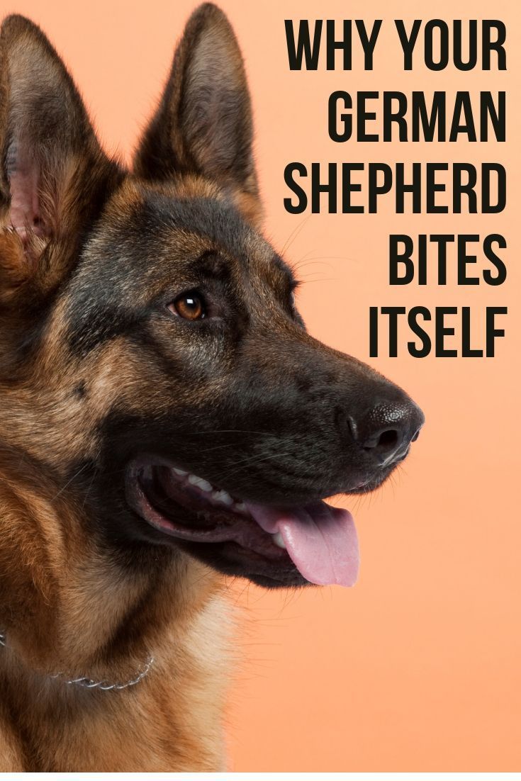 This post will show you why your German Shepherd bites ...