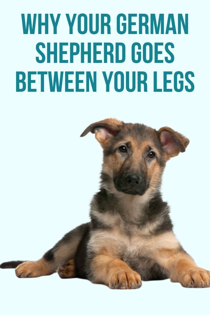 This post will show you why your German Shepherd goes ...