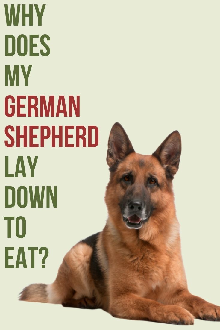 This post will show you why your German Shepherd lays down ...