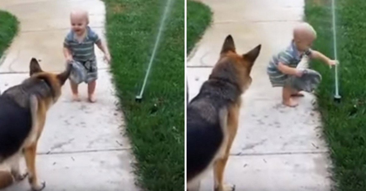 Toddler helps German Shepherd overcome fear of sprinklers ...