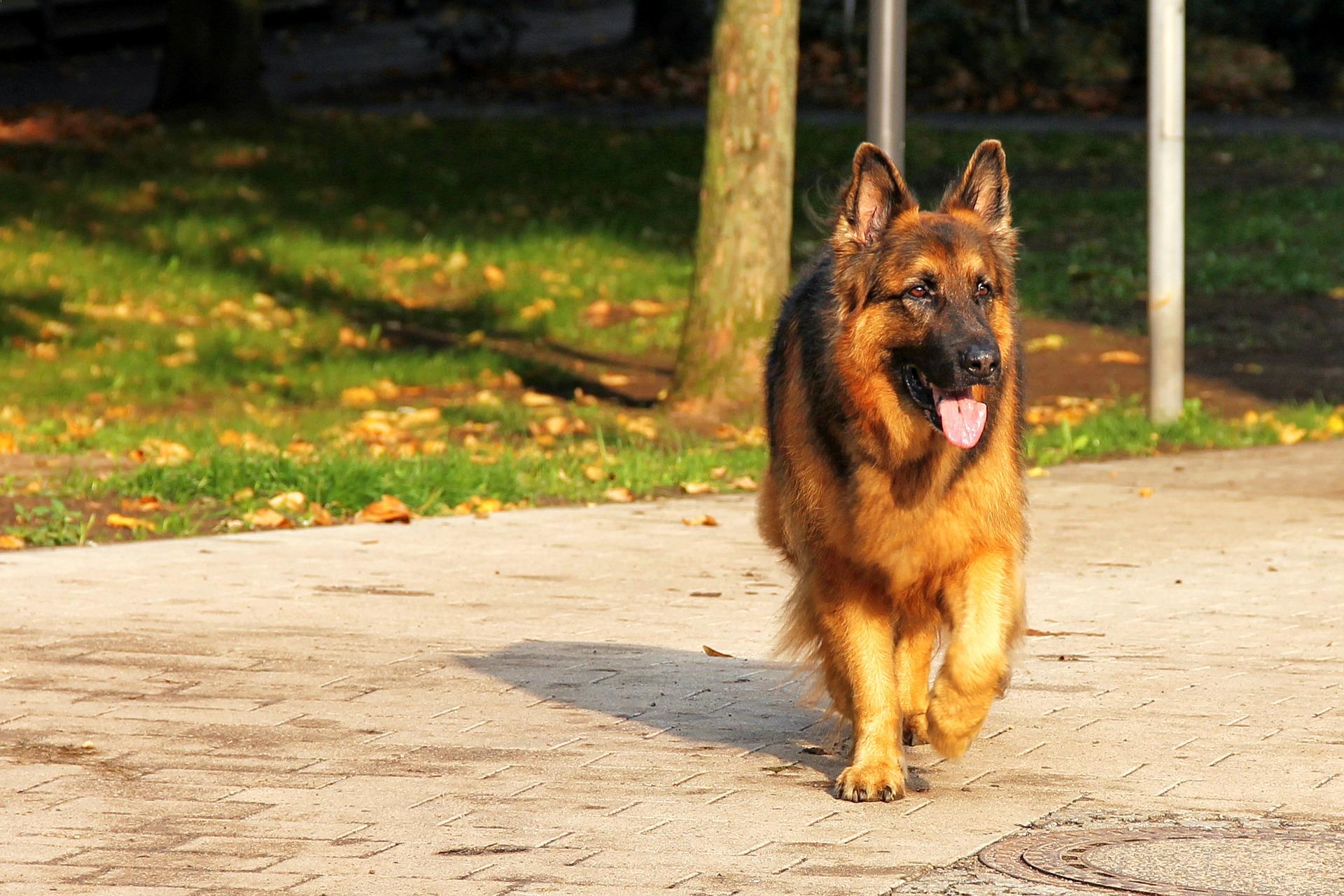 Top 10 Best Guard Dogs For Security