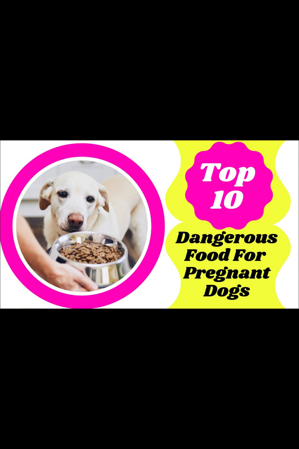 Top 10 Dangerous Foods For Pregnant Dog ! Dog Health Tips 2021 ! Pet ...