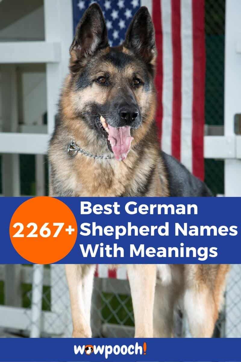 Top 2267+ Best German Shepherd Names With Meanings